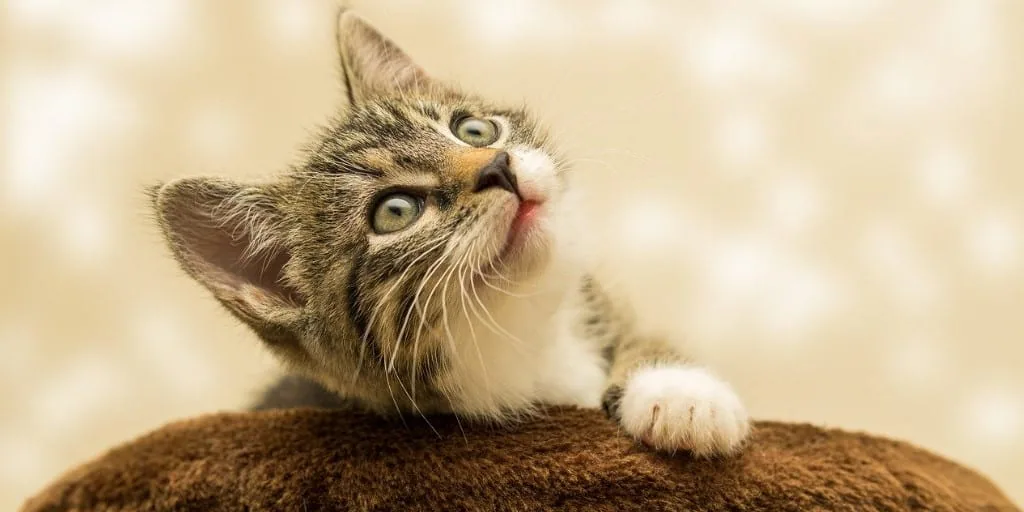 personne qui aime les chats