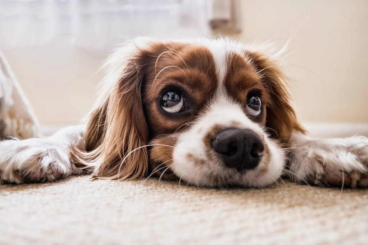meilleurs colliers gps chien