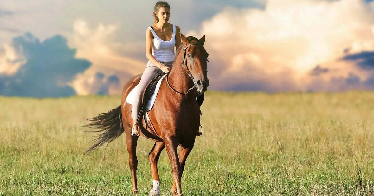 comment entretenir un cheval