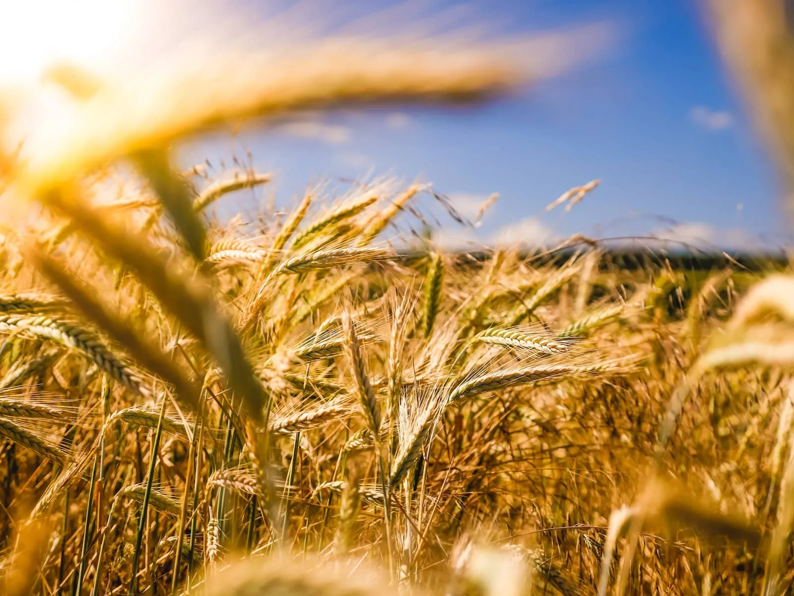 industrie agroalimentaire