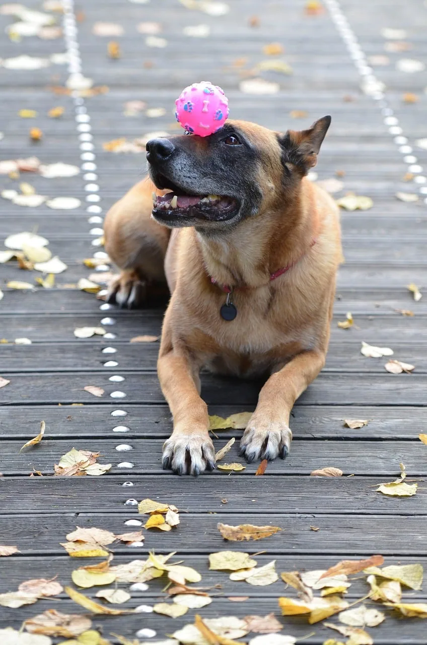 Le dressage du chiot Malinois en quelques points !