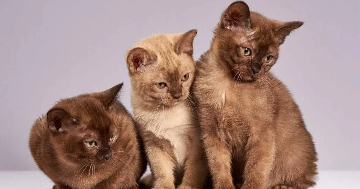 passion des chats