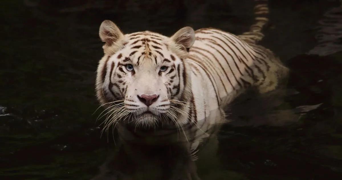 photographier la faune sauvage