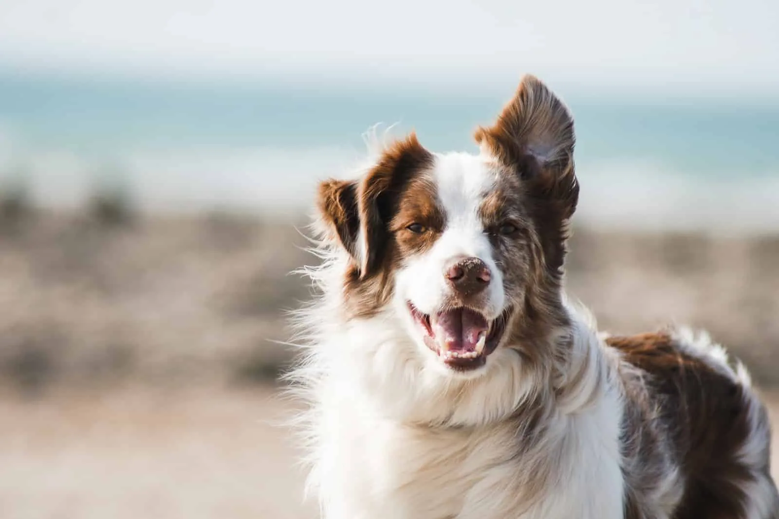Qu'est-ce qu'un complément alimentaire pour animaux ?