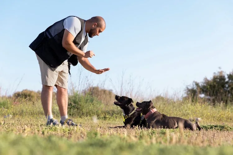 educateur comportementaliste canin