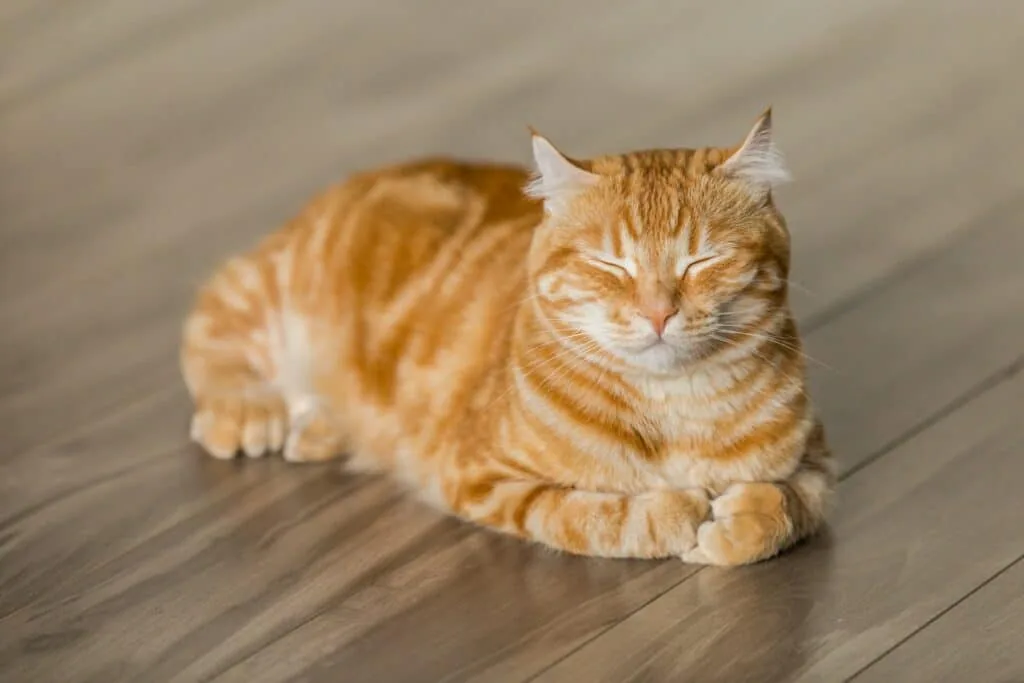 complement alimentaire pour animaux