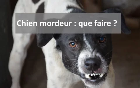 Un chat d'intérieur a-t-il besoin d'être vermifugé ?