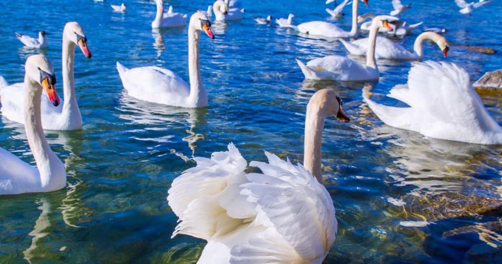 cygne vol