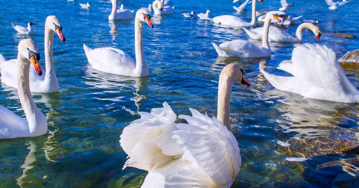 Le cygne vole-t-il ?