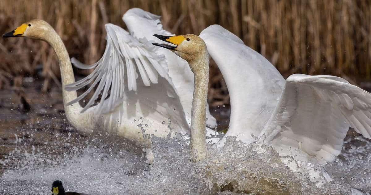 cygne vole t il