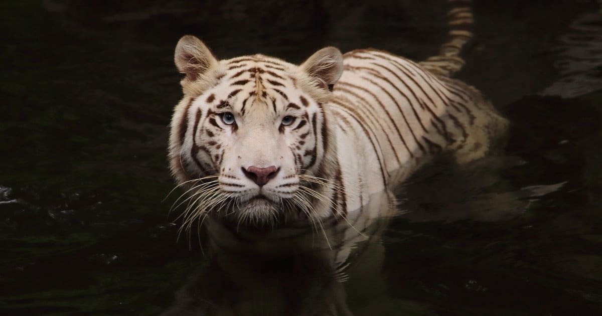 Photographier la faune sauvage