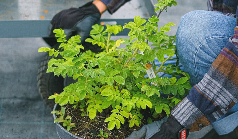 Des idées pour créer un jardin dans un petit espace