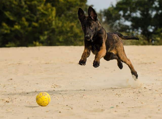 Entrainement du malinois