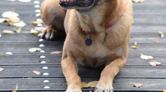 Le dressage du chiot Malinois en quelques points !