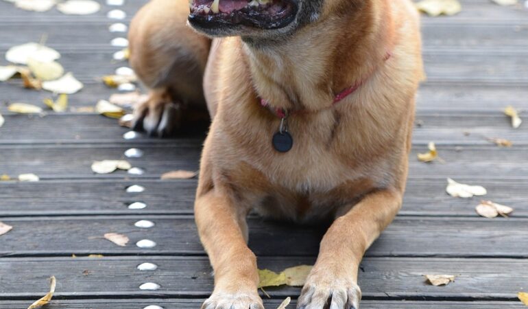 Le dressage du chiot Malinois en quelques points !