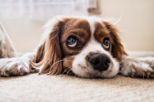 meilleurs colliers gps chien