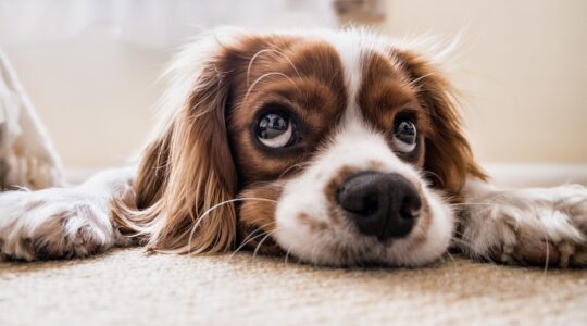 Collier GPS pour chien : les meilleures fonctionnalités et produits pour suivre votre animal en temps réel !