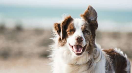 Qu’est-ce qu’un complément alimentaire pour animaux ? Définition