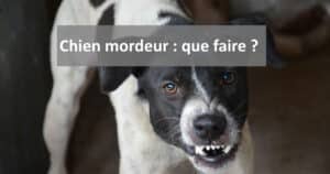 chien mordeur que faire