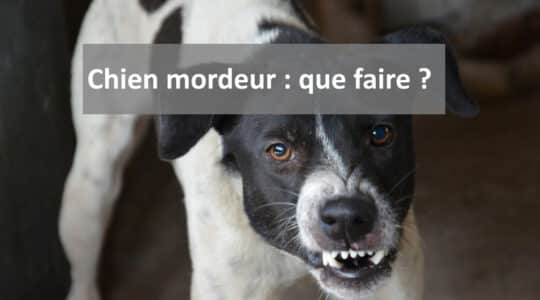 Chien mordeur : que faire ?