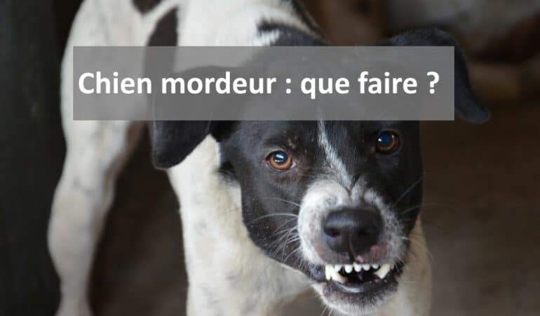 Chien mordeur : que faire ?