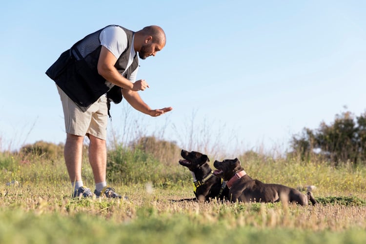 éducateur comportementaliste canin