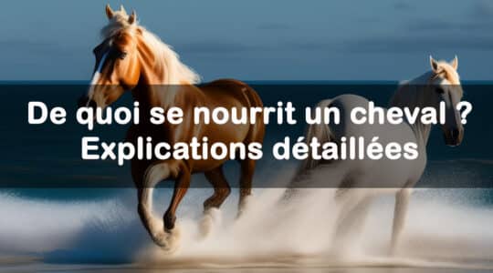 De quoi se nourrit un cheval ? Explications détaillées